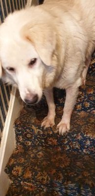 I'm nuts what more can I say .And I love all dogs foster and adopt yes I failed fostering many times . What would a world be without dogs ? Awful and boring