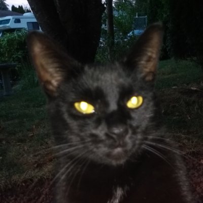 TaleMasterTOV's profile picture. Anarchy among honorable men is better than Democracy among thieves.