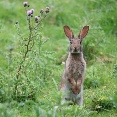 The hide @ the meadow , British wildlife and photography , news , views and home of meet the model .