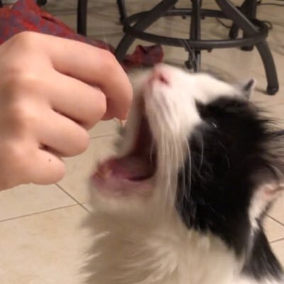 grandpawrunt's profile picture. Hemlo myne naem is Runty,,, I am amn old mane wigth " diabetees,",, #cattwitter #SuperSeniorCatsClub Rest In Peace 8/11/20