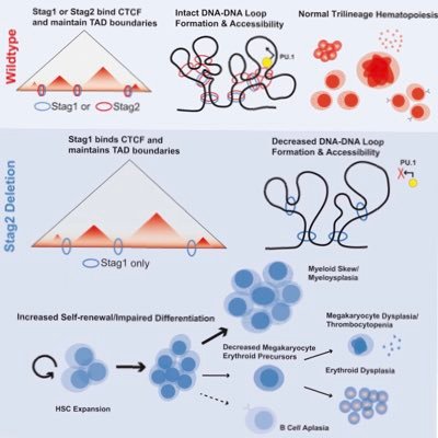 A @ColumbiaCancer chromatin lab founded on the principle that progress in medicine rests on a fundamental understanding of physiology @CSCIColumbia -DM to join!