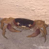 Toxic Nerv (@toxicnerv) 's Twitter Profile