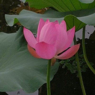 hu_yalin's profile picture. 