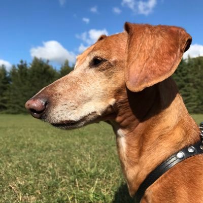 SandyArndt's profile picture. 