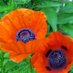 Gardening Sandie (@wormgardener) Twitter profile photo Gardening Sandie (@wormgardener) Twitter profile photo