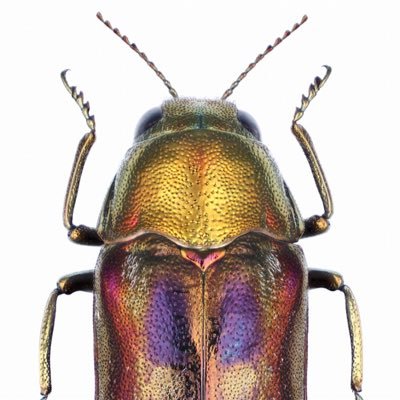 Uitsiann Ong (@BirdWang3) / Posts / X