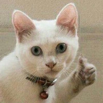 o gato mais Alcoólatra que vcs conhecem😜😜