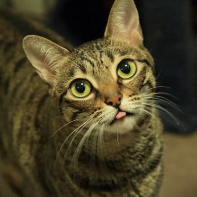 Brookly64620078's profile picture. #hongkonger