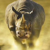 Nicholas Duncan - @save_rhinos Twitter Profile Photo