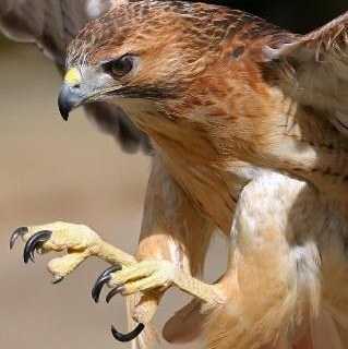 HFLozano's profile picture. 