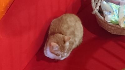 cDbTN7USRCIUTUF's profile picture. お弁当記録。おうちごはん。家庭菜園。パン作り。保護猫。編み物🧶。ちゃとら兄妹を迎えて3年目🐈️🍒食べるｺﾄ 飲むｺﾄ🍺🍷お家に居るｺﾄ大好きです💕円安により為替塩漬け中Twitterよくわからなく失礼な事があったらごめんなさい