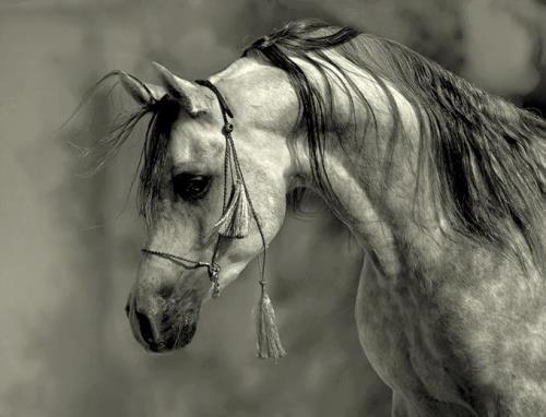 Al Fares is the oldest equine trade fair in Asia and Africa.