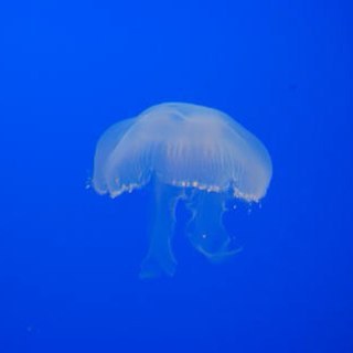いしき