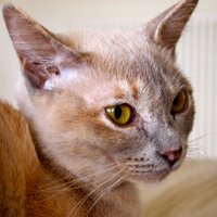 Circe the Cat (@burmesecirce) Twitter profile photo
