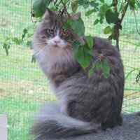 Deborah Walton - @Ourcatsr4life Twitter Profile Photo