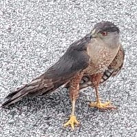 Falcon Review(@FalconReview) 's Twitter Profile Photo