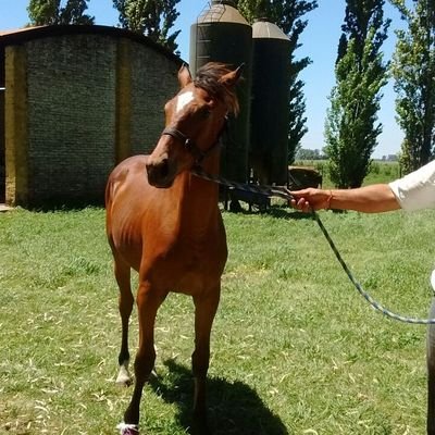 turfmaniaco's profile picture. 