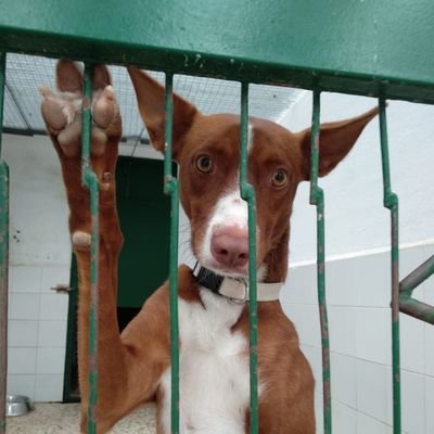 Asociación sin ánimo de lucro que colabora con el Centro de Recogida de Animales de Aranjuez
https://t.co/X3LIFcmne3…
📞657638696