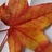 C_a_Smew's profile image