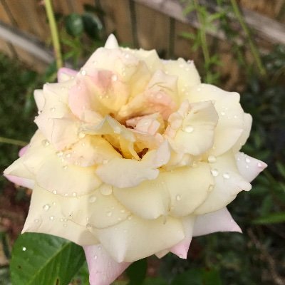 GFossee's profile picture. Happy and healthy. Beautiful kids. Beautiful grandchildren. Wonderful and perfect life partner. What else is there?