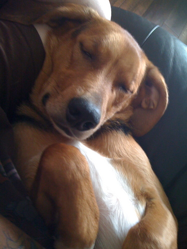 Owner of the worlds most stupid dog, book reviewer, artist and general dreamer. Books and art are important, without them the world loses beauty.