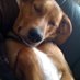 Hagger (@haggertails) Twitter profile photo