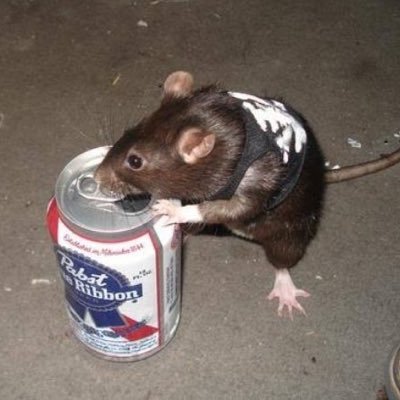 beer rat