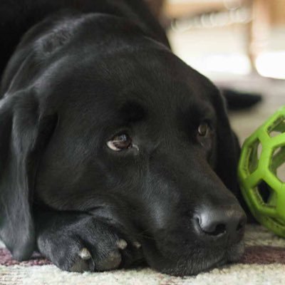 jonnyq29's profile picture. 