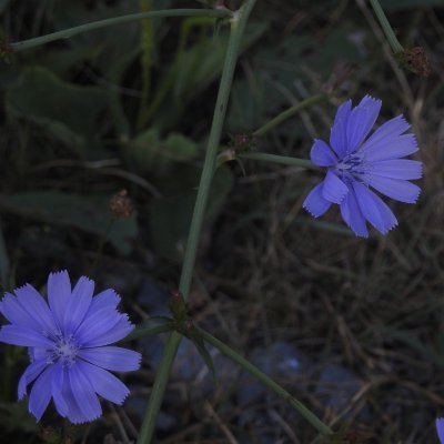 TLawre7096's profile picture. #VoteBlueNoMatterWho #Resist. #FBR. #GoodTrouble Check voter registration @ https://t.co/2SBOU2J0c1, then #VoteBlue 🌊 #RidinWithBiden❌DM's ❌MAGA; #BlueCrew 🇺🇦