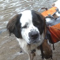Buck Stodgers wants Ranked Choice Voting (@buckstodgers) Twitter profile photo