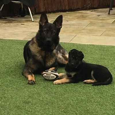 Devoted Mum to Darcey, Connie & Max and Hu-mum to Chester and Kitty💙Proud puppy walker to TDP Binx now PD Bear @NSPoliceDogs 💙 and PD Rubble 🌈💔@WMPDogs