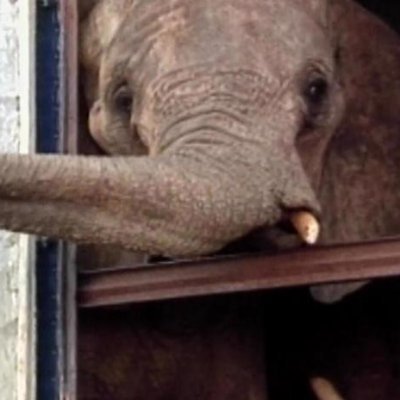 We are a group of captive elephants from across the world who've been forced into a life of perpetual misery, and abuse for human amusement.