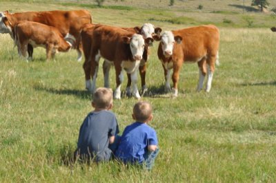 We are located south of Kamloops, British Columbia and have been raising Purebred Horned Hereford and Hereford influence cattle for 52 years.