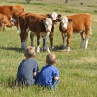 Ogilvie Stock Ranch(@OgilvieStock) 's Twitter Profile Photo