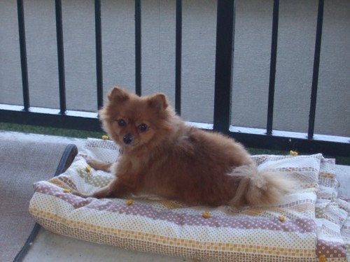 Two pretty rust colored Pom's living in Houston, Texas.