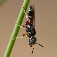 Hymenoptera Research(@HymenopteraR) 's Twitter Profile Photo