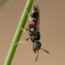 Hymenoptera Research (@hymenopterar) Twitter profile photo Hymenoptera Research (@hymenopterar) Twitter profile photo