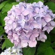 💕 Peace & Natureさんのプロフィール画像