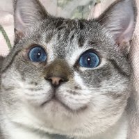 しまじろう (@shimaumadazo) 's Twitter Profile Photo