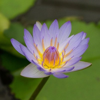 inakasuisya's profile picture. https://t.co/Og0ogeOoCD