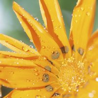 Elliy Starnes (@elliys) 's Twitter Profile
