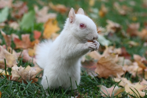 dailysquirrel's profile picture. A squirrel photo every day!