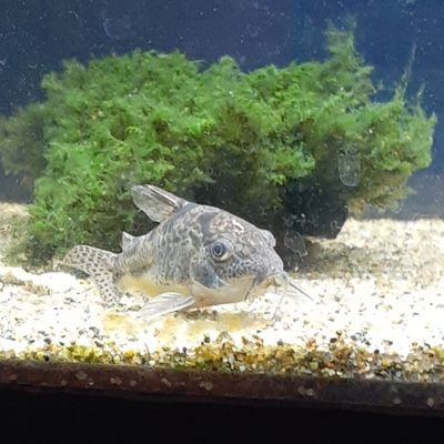 淡水魚を飼っています。 コリドラス、プリステラ、ゼブラダニオ等。お魚関係の方無言フォローお許しください。