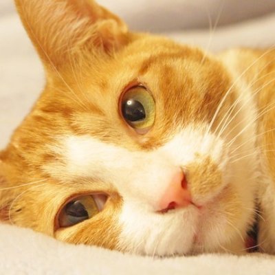笑顔が溢れる動物動画 Catukomohu Twitter