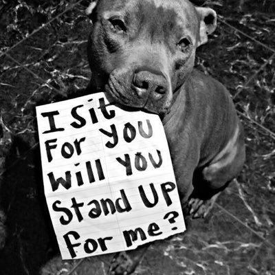 Devoted animal rights advocate. I retweet and post for all things animal. Please speak for those who have no voice and don’t shop...adopt ❤️