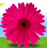 A journalistic blog about natural health by Stacey Lindsay