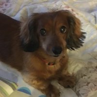 ゆりりん (@yuri_pyon0308) Twitter profile photo