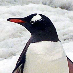 🐧ネぇ申通🐧さんのプロフィール画像