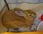 Xupery is a rabbit secretary of our company 'Koekatamarin' in Japan.
「ジュペリ」はコエカタマリンの秘書うさぎです。24時間ライブ配信中。
心の中をつぶやくbotなのでご返信はむずかしいですぴょん！
飼い主は@taichistereo