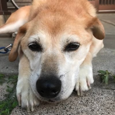ピロシキさんのプロフィール画像